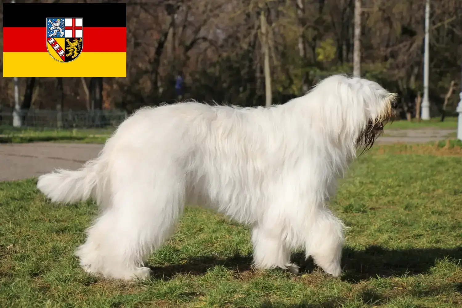 Read more about the article Criador de Ovtcharka do Sul da Rússia e cachorros em Sarre