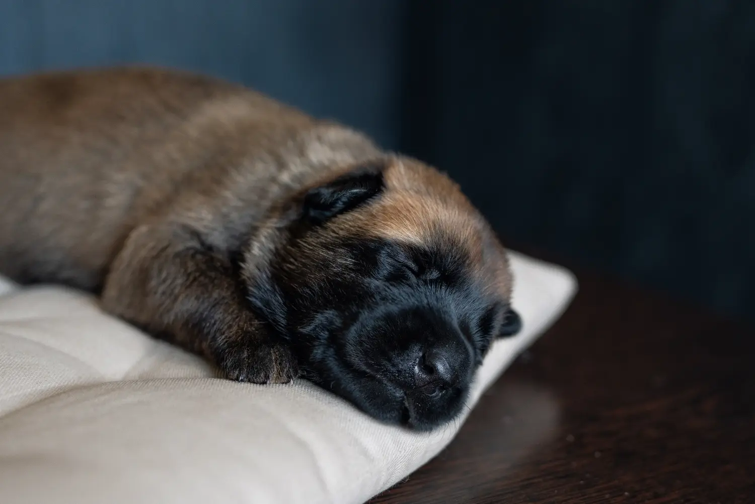 Comprar um cachorro da raça Pastor Belga significa assumir responsabilidades! Comprar cachorros de pastor belga.