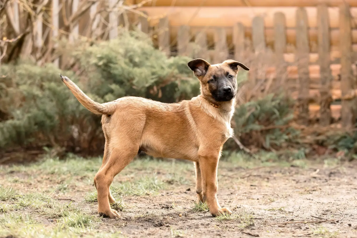 Comprar um cachorro da raça Pastor Belga significa assumir responsabilidades! Comprar cachorros de pastor belga.