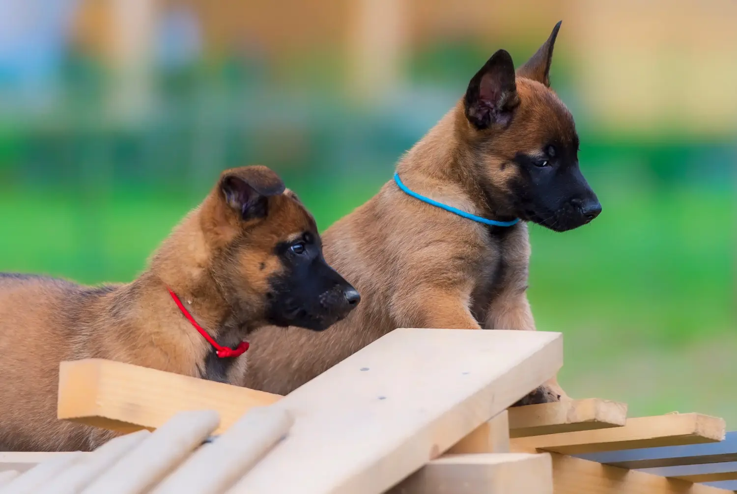 Comprar um cachorro da raça Pastor Belga significa assumir responsabilidades! Comprar cachorros de pastor belga.