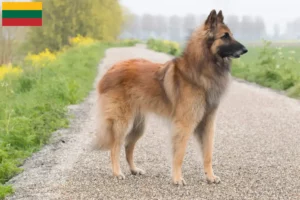Read more about the article Criador de cães de pastor belga e cachorros na Lituânia