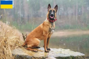 Read more about the article Criador de cães de pastor belga e cachorros na Ucrânia
