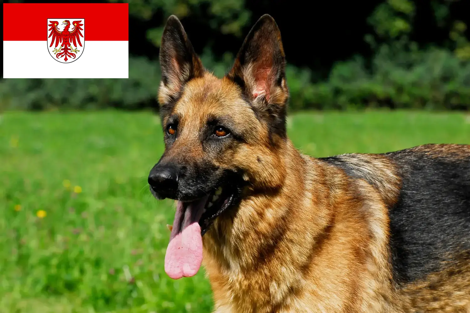Cachorros e criadores de cães de pastor Brandenburg Aqui pode encontrar criadores de cães de pastor em Brandenburg.
