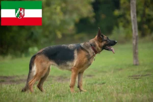 Read more about the article Criadores de cães de pastor e cachorros na Renânia do Norte-Vestefália
