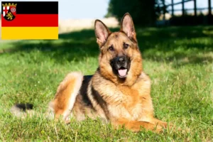 Read more about the article Criadores de cães de pastor e cachorros em Renânia-Palatinado