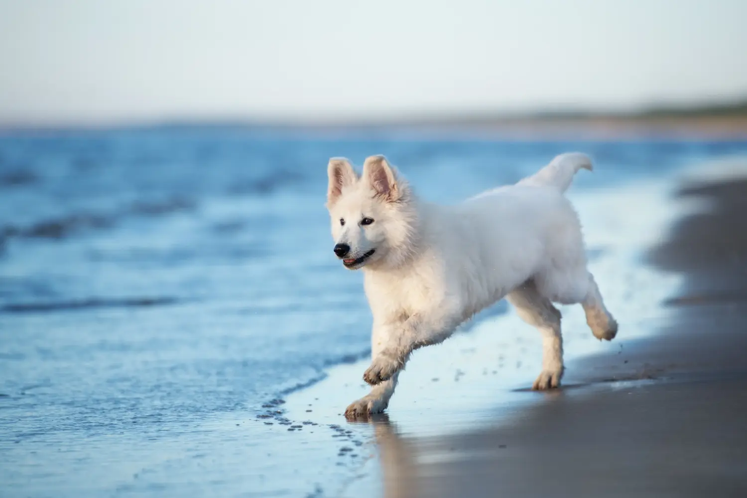 Comprar um cachorro de Pastor Suíço Branco significa assumir a responsabilidade! Comprar cachorros de pastor suíço branco.