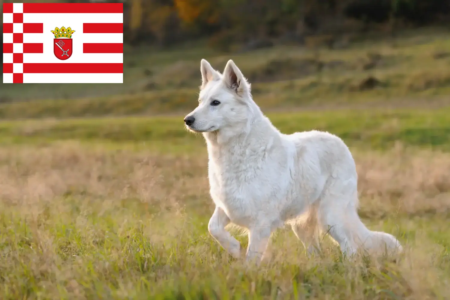 Pastor Suíço Branco Cachorros e Criador Bremen Encontrar criadores de cães de raça pastor suíço branco em Bremen.