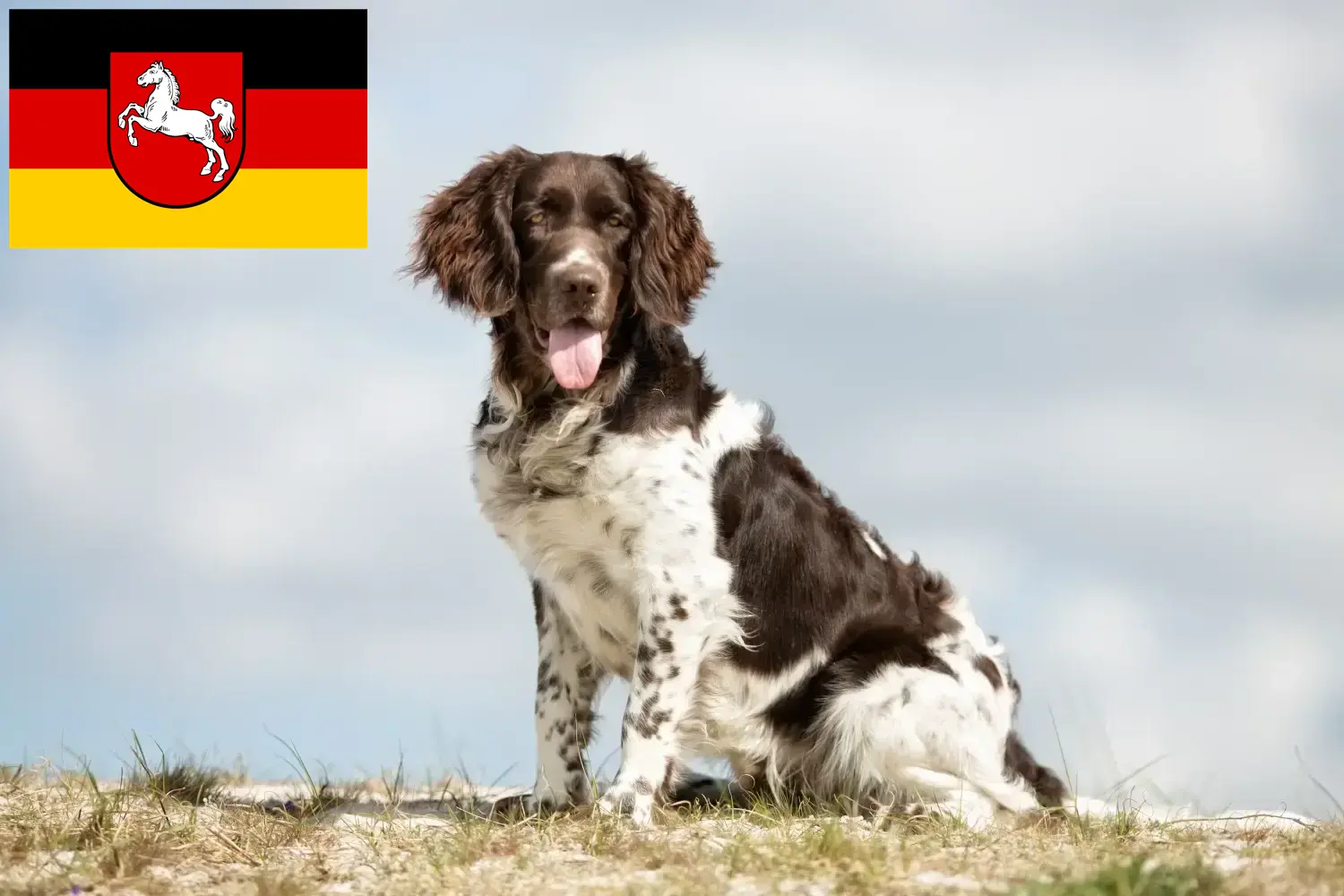 Read more about the article Pequeno Münsterländer criador e cachorros na Baixa Saxónia