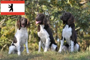 Read more about the article Pequeno Münsterländer criador e cachorros em Berlim