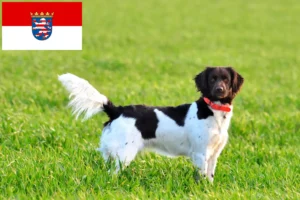 Read more about the article Pequeno Münsterländer criador e cachorros em Hessen