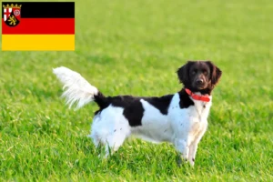 Read more about the article Pequeno criador de Münsterländer e cachorros em Renânia-Palatinado