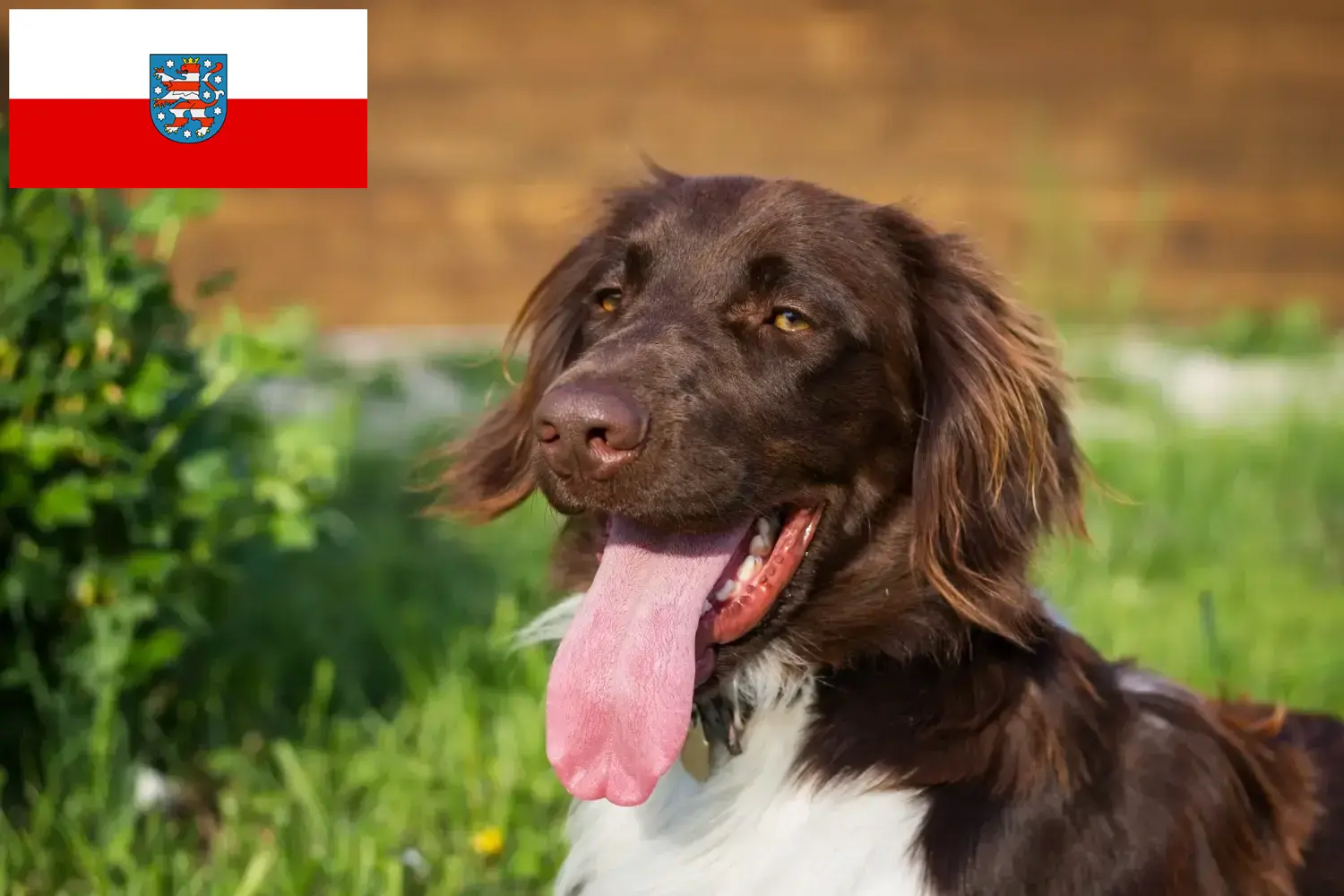 Read more about the article Pequeno Münsterländer criador e cachorros na Turíngia