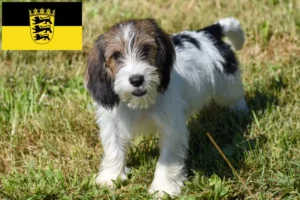 Read more about the article Criadores de Petit Basset Griffon Vendéen e cachorros em Baden-Württemberg