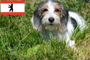 Read more about the article Criadores de Petit Basset Griffon Vendéen e cachorros em Berlim