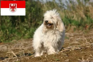 Read more about the article Criadores de Petit Basset Griffon Vendéen e cachorros em Brandenburg