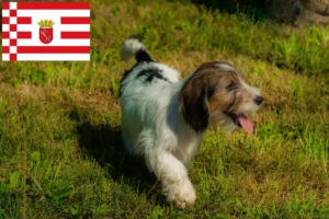 Read more about the article Criadores de Petit Basset Griffon Vendéen e cachorros em Bremen