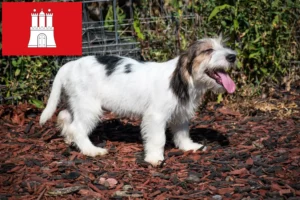 Read more about the article Criadores de Petit Basset Griffon Vendéen e cachorros em Hamburgo