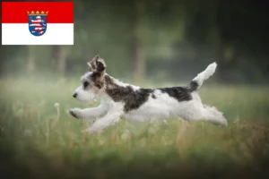 Read more about the article Criadores de Petit Basset Griffon Vendéen e cachorros em Hessen