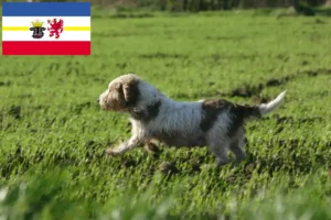 Read more about the article Criadores de Petit Basset Griffon Vendéen e cachorros em Mecklenburg-Vorpommern
