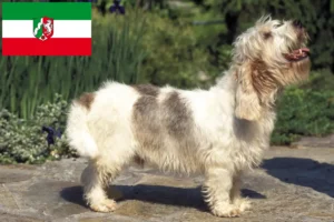 Read more about the article Criadores de Petit Basset Griffon Vendéen e cachorros na Renânia do Norte-Vestefália