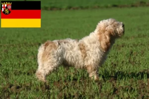 Read more about the article Criadores de Petit Basset Griffon Vendéen e cachorros em Renânia-Palatinado