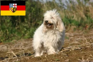 Read more about the article Criadores de Petit Basset Griffon Vendéen e cachorros em Sarre