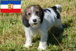 Read more about the article Criadores de Petit Basset Griffon Vendéen e cachorros em Schleswig-Holstein