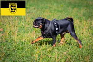 Read more about the article Criadores de Petit Brabançon e cachorros em Baden-Württemberg