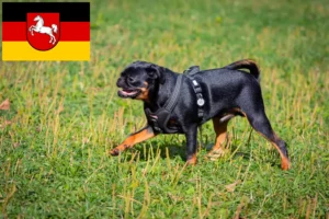 Read more about the article Criadores de Petit Brabançon e cachorros na Baixa Saxónia