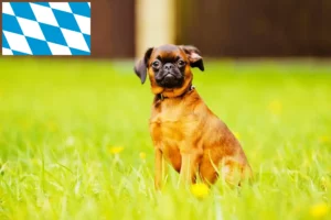 Read more about the article Criadores de Petit Brabançon e cachorros na Baviera