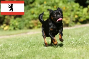 Read more about the article Criadores de Petit Brabançon e cachorros em Berlim