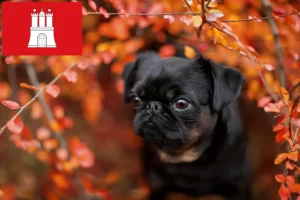 Read more about the article Criadores de Petit Brabançon e cachorros em Hamburgo