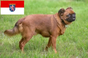 Read more about the article Criadores de Petit Brabançon e cachorros em Hessen