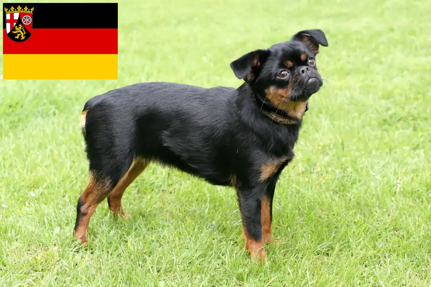Read more about the article Criadores de Petit Brabançon e cachorros na Renânia-Palatinado