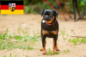 Read more about the article Criadores de Petit Brabançon e cachorros no Sarre