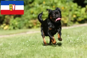 Read more about the article Criadores de Petit Brabançon e cachorros em Schleswig-Holstein