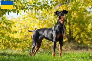 Read more about the article Criadores de Pinscher alemão e cachorros na Ucrânia