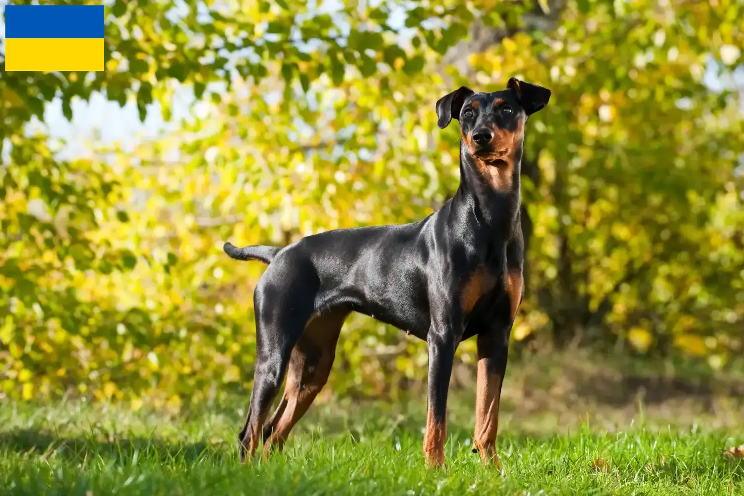 Read more about the article Criadores de Pinscher alemão e cachorros na Ucrânia