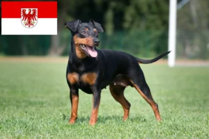 Read more about the article Criadores de Pinscher miniatura e cachorros em Brandenburg