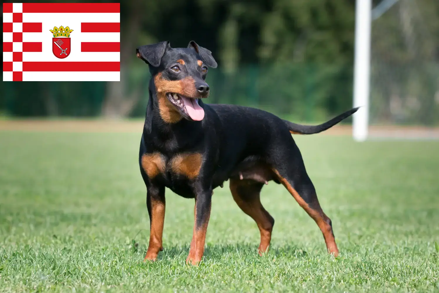 Pinscher anão cachorros e criador Bremen Aqui pode encontrar criadores de Pinscher Miniatura em Bremen.