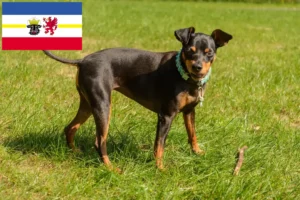 Read more about the article Criadores de Pinscher miniatura e cachorros em Mecklenburg-Vorpommern