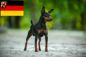 Read more about the article Criadores de Pinscher anão e cachorros em Renânia-Palatinado