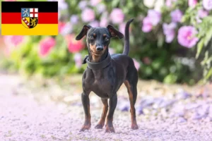 Read more about the article Criadores de Pinscher miniatura e cachorros em Saarland