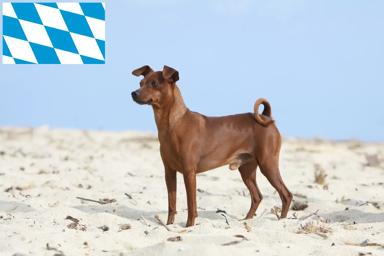 Read more about the article Criadores de Pinscher miniatura e cachorros em Bavaria