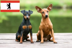 Read more about the article Criador de Pinscher miniatura e cachorros em Berlim