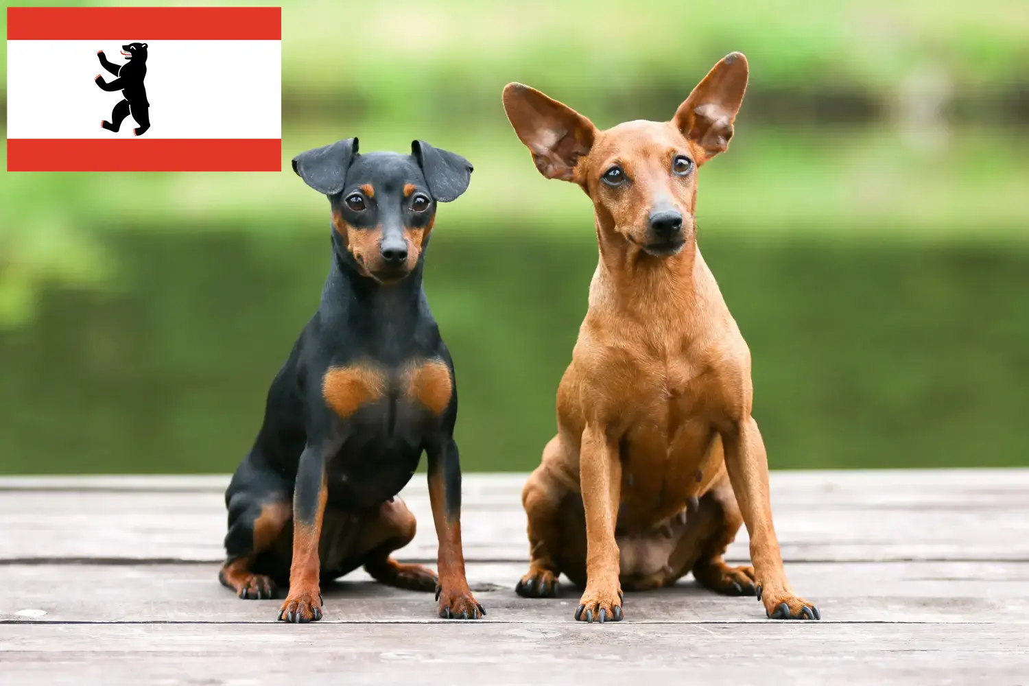 Read more about the article Criador de Pinscher miniatura e cachorros em Berlim