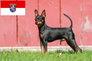 Read more about the article Criadores de Pinscher miniatura e cachorros em Hessen