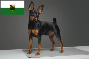 Read more about the article Criadores de Pinscher miniatura e cachorros em Saxónia
