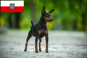 Read more about the article Criadores de Pinscher miniatura e cachorros em Thuringia