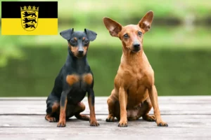 Read more about the article Criadores de Pinscher miniatura e cachorros em Baden-Württemberg